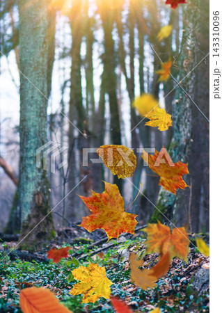 Landscape with with orange and red leaves falling and flying on the wind. Fall wind blowing yellow leaves in autumn bright woods. Yellow, red and orange autumn leaves falling in forest. 143310096