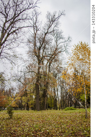 Colorful leaves fall gracefully over thick carpet of dry foliage on park ground. Soft daylight illuminates rich yellow and green colors of surrounding trees 143310204