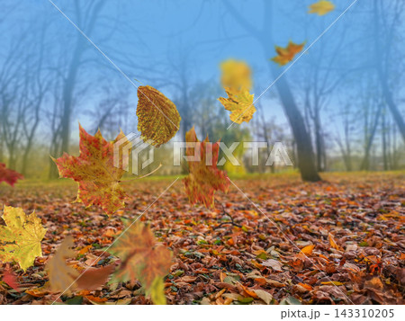 Colorful maple leaves fall through warm air onto thick carpet of dry foliage. Soft golden sunlight illuminates blurred forest trees in background during fall. 143310205