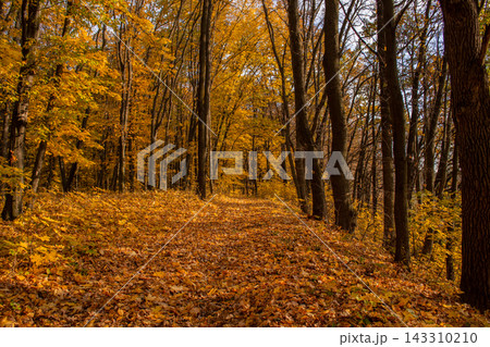 Divine dense woodland with leaves falling to the ground. Majestic dark forest with fallen foliage on the ground. Autumn tree leaves falling on magnificent autumn dense dark forest. Divine dense woodland with leaves falling to the ground. Majestic dark forest with fallen foliage on the ground. Autumn tree leaves falling on magnificent autumn dense dark forest. 143310210