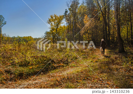 Unidentifiable woman walks along grassy path toward autumn forest under clear blue sky. Golden trees create vibrant backdrop against vibrant blue sky during sunny fall day. Unidentifiable woman walks along grassy path toward autumn forest under clear blue sky. Golden trees create vibrant backdrop against vibrant blue sky during sunny fall day. 143310236
