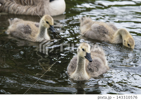 Goslings Swimming on Pond Water in Natural Wildlife Scene 143310576