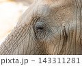 Elephant eye and skin texture closeup 143311281