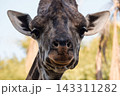 Giraffe head portrait close up 143311282