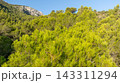 Pine forest and rocky mountain slope 143311294