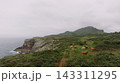 Cows grazing on coastal green cliffside 143311295