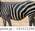 Zebra pattern body stripes texture 143311298
