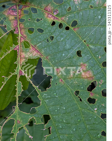 虫食いの穴と葉脈が見える緑の葉に付いた雨粒のクローズアップ 虫食いの穴と葉脈が見える緑の葉に付いた雨粒のクローズアップ 143311325