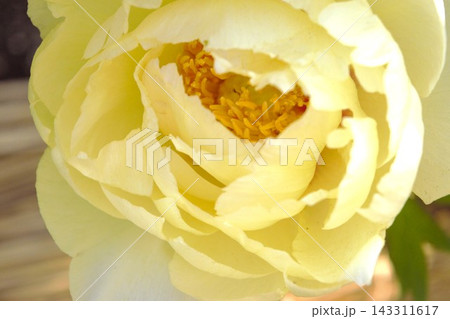 黄色い牡丹の花のクローズアップ 黄色い牡丹の花のクローズアップ 143311617