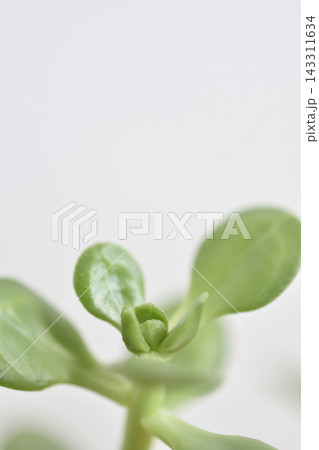 宝珠 143311634
