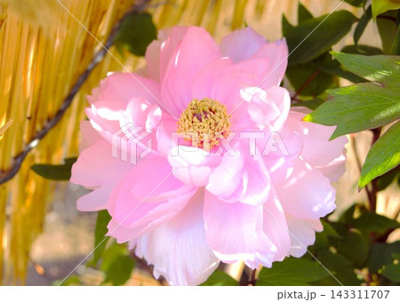 藁囲いの中のピンク色の牡丹の花 藁囲いの中のピンク色の牡丹の花 143311707