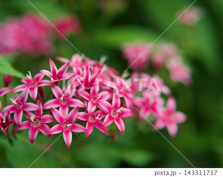 10月の花壇で可憐に咲いたピンク色のペンタスの花 10月の花壇で可憐に咲いたピンク色のペンタスの花 143311737