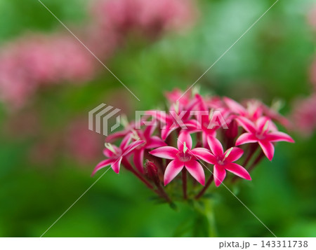 10月の花壇で可憐に咲いたピンク色のペンタスの花 143311738