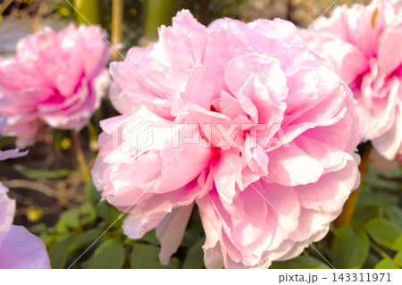 華やかなピンク色の牡丹の花 華やかなピンク色の牡丹の花 143311971
