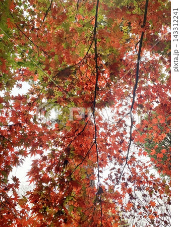 写真素材:緑から赤に染まる紅葉の風景 写真素材:緑から赤に染まる紅葉の風景 143312241