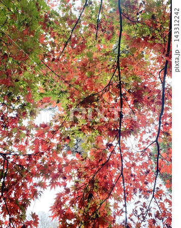 写真素材:緑から赤に染まる紅葉の風景 写真素材:緑から赤に染まる紅葉の風景 143312242