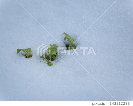 雪の積もった1月に芽吹いたナノハナ 雪の積もった1月に芽吹いたナノハナ 143312258
