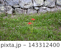 日本100名城　丸亀城の石垣と彼岸花 143312400