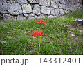 日本100名城　丸亀城の石垣と彼岸花 143312401