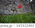 日本100名城　丸亀城の石垣と彼岸花 143312402