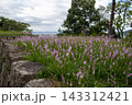 日本100名城　丸亀城の石垣とツルボの花 143312421