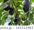 家庭菜園で育つ紫色のなす 143312463