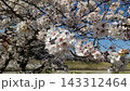 青空に咲く淡い桜の花 143312464