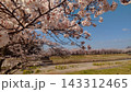 川沿いに続く満開の桜並木 143312465