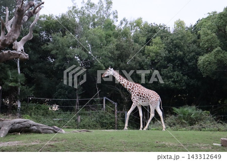 天王寺動物園 キリン 麒麟 JR天王寺駅 動物園前 御堂筋線 堺筋線 天王寺駅 動物園 サファリ 天王寺動物園 キリン 麒麟 JR天王寺駅 動物園前 御堂筋線 堺筋線 天王寺駅 動物園 サファリ 143312649