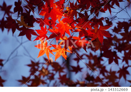 赤く紅葉した楓 赤く紅葉した楓 143312669