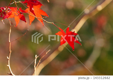 赤く紅葉した楓 赤く紅葉した楓 143312682