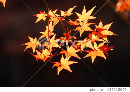 赤く紅葉した楓 赤く紅葉した楓 143312693