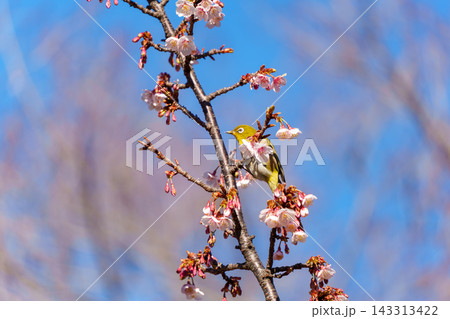 寒桜とメジロ 寒桜とメジロ 143313422