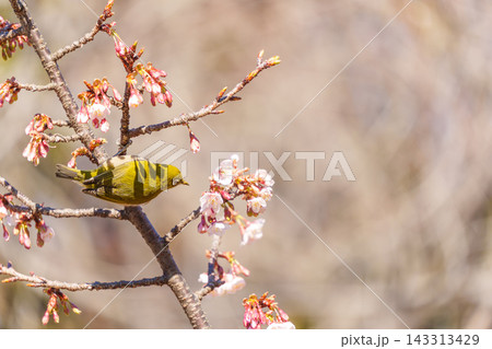 寒桜とメジロ 寒桜とメジロ 143313429