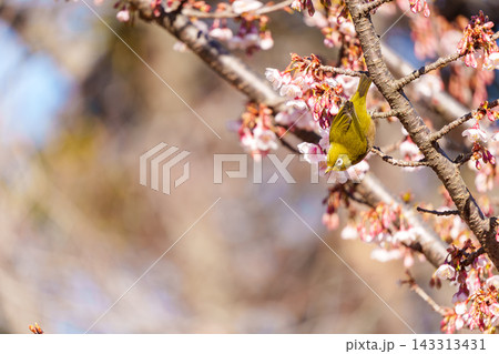 寒桜とメジロ 寒桜とメジロ 143313431
