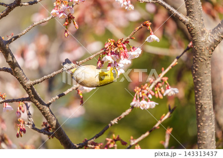 寒桜とメジロ 寒桜とメジロ 143313437