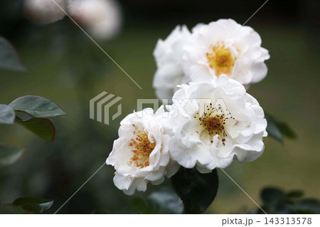 バラ フローレンス・ナイチンゲールの花 バラ フローレンス・ナイチンゲールの花 143313578