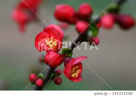 赤いボケの花 赤いボケの花 143313580