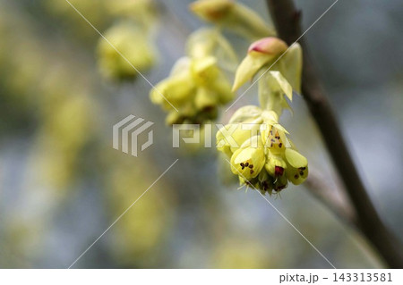 黄色いトサミズキの花 143313581