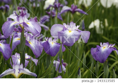 ハナショウブ 紫色の花 ハナショウブ 紫色の花 143313585