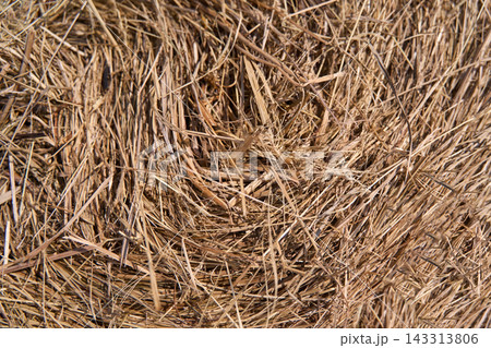 Dry Hay Straw Tangled Into Dense Textured Mat Across Farm Field Surface In Close Agricultural Dry Hay Straw Tangled Into Dense Textured Mat Across Farm Field Surface In Close Agricultural 143313806