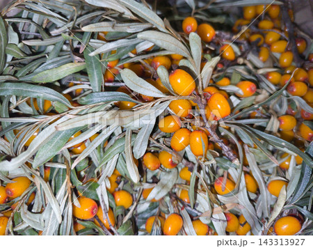 Slender Silver Leaves Cross Clusters Of Bright Orange Berries, With Intersecting Brown Twigs Slender Silver Leaves Cross Clusters Of Bright Orange Berries, With Intersecting Brown Twigs 143313927
