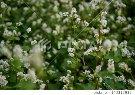 White Buckwheat Blossoms Rising Through Green Field With Soft Focus And Natural Daylight Across 143313933