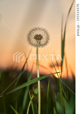 Dandelion Seed Head Standing In Tall Grass At Sunset In Meadow With Soft Orange Sky And Blurred Dandelion Seed Head Standing In Tall Grass At Sunset In Meadow With Soft Orange Sky And Blurred 143314370