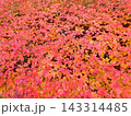 秋色に染まったカラフルな紅葉 143314485