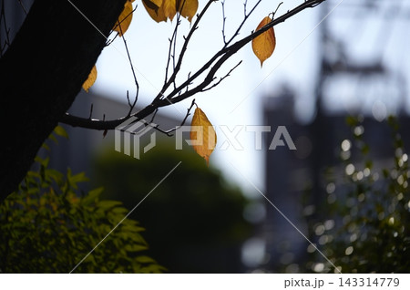 紅葉した葉 紅葉した葉 143314779