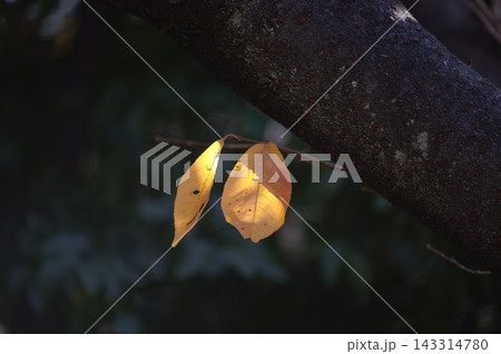 紅葉した葉 紅葉した葉 143314780