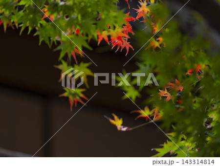 紅葉のある風景 紅葉のある風景 143314814