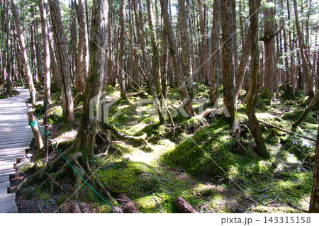 白駒池に続く美しい苔の森 長野県佐久穂町 白駒池に続く美しい苔の森 長野県佐久穂町 143315158