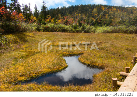 紅葉の栂池自然園 湿原の池塘 長野県小谷村 紅葉の栂池自然園 湿原の池塘 長野県小谷村 143315223